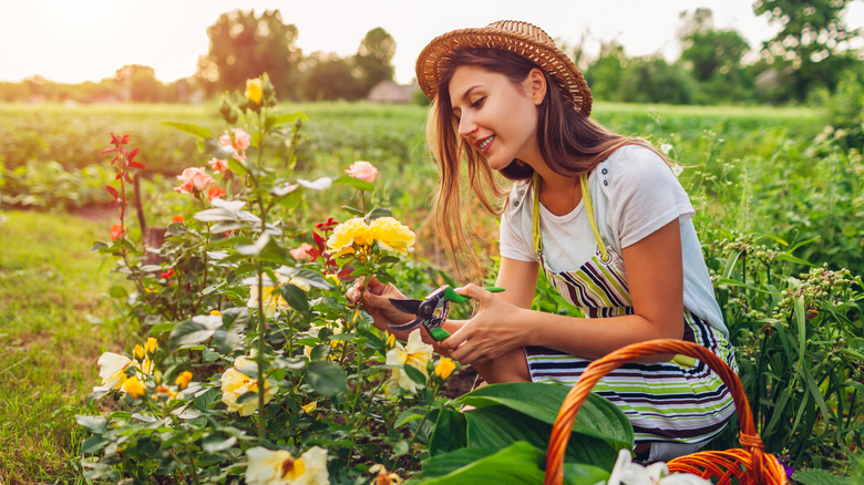 woman gathering roses