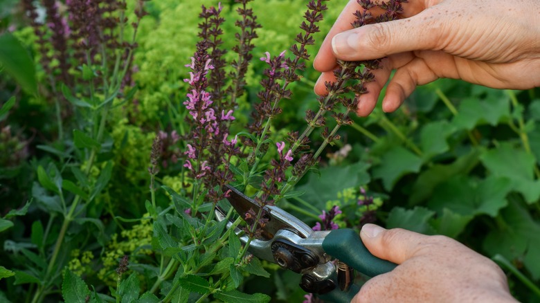 A person cutting down a salvia plant