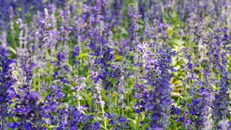 A vibrant field of purple salvia flowers in full bloom