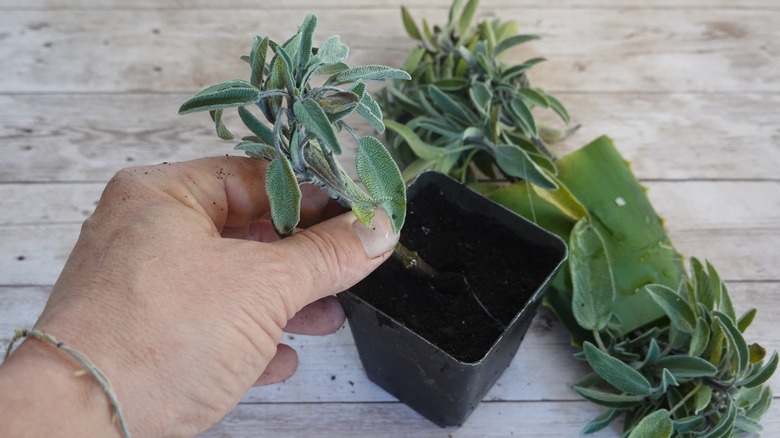 A gardener planting salvia it in a small pot