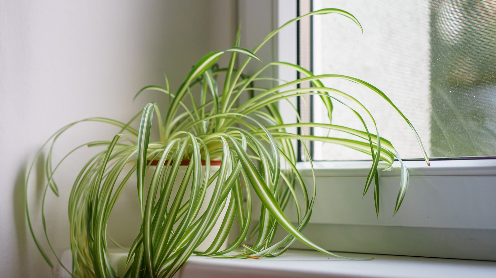 images for money tree Money Tree Plant | Tropical Indoor Plants & Houseplants for Delivery main image 0
