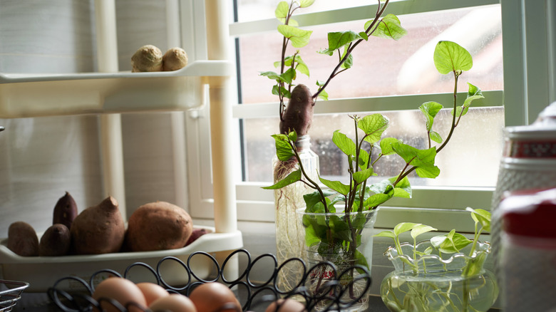 sweet potatoes sprouting in planter indoors