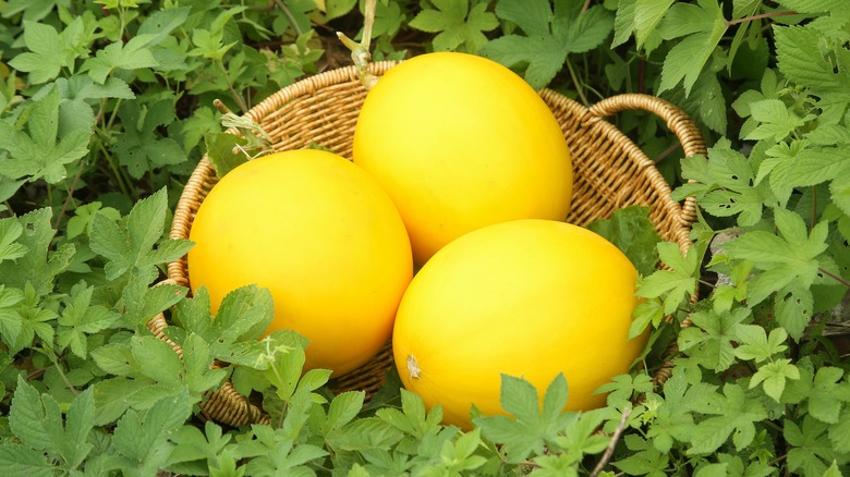Fresh yellow honeydew melons from Shaanxi in wicker basket surrounded by green foliage