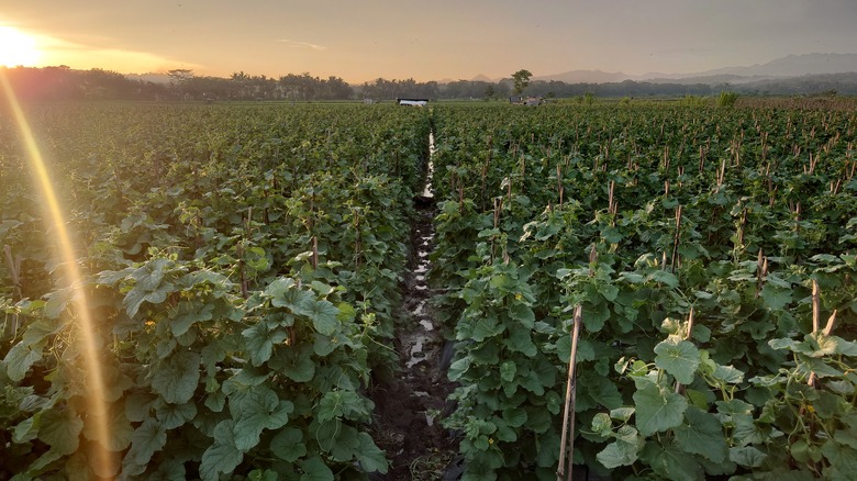 melon plants propagated on bamboo stalks in the orange sun in the afternoon