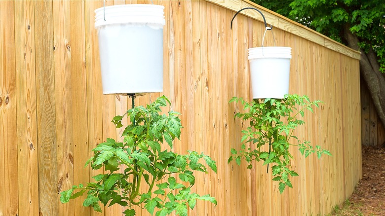 Upside down tomato plants