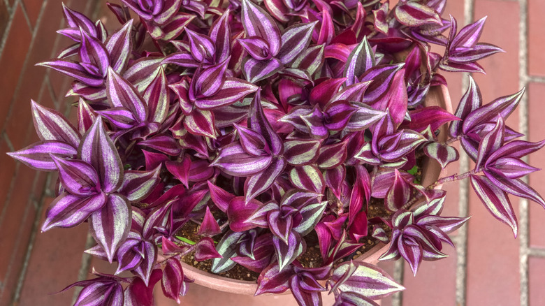 Tradescantia in hanging pot