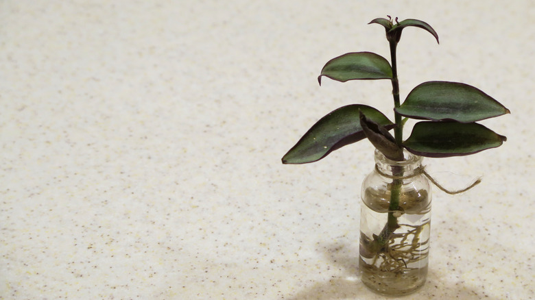 Tradescantia rooting in water