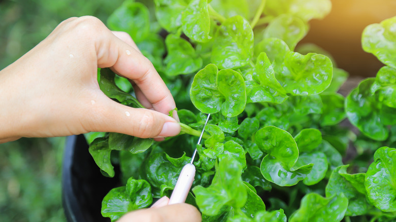 harvesting watercress in a garden