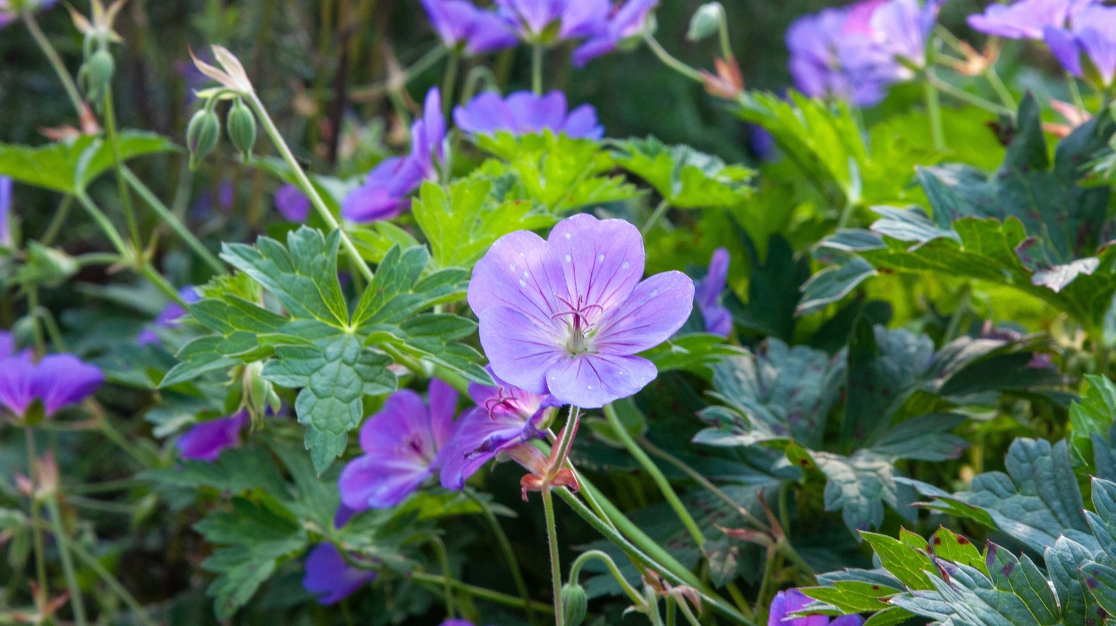 How To Grow Wild Geraniums As A Flowering Ground Cover Hummingbirds Love