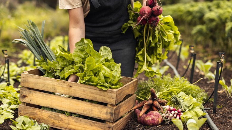 farmer harvesting vegetables