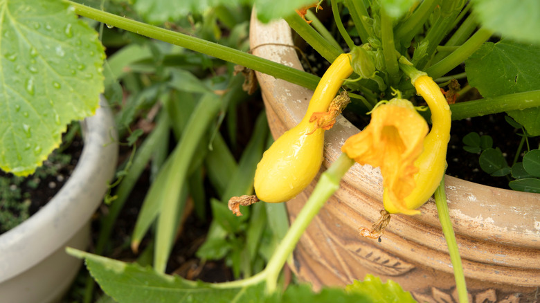 Yellow zucchini growing in a pot