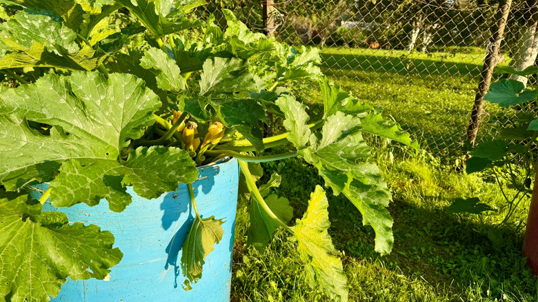 Zucchini plant growing in aqua colored pot