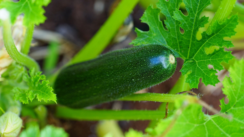 Close up of green zucchini growing surrounded by leaves