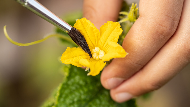 hand holds paintbrush and transfers pollen to cucumber blossom