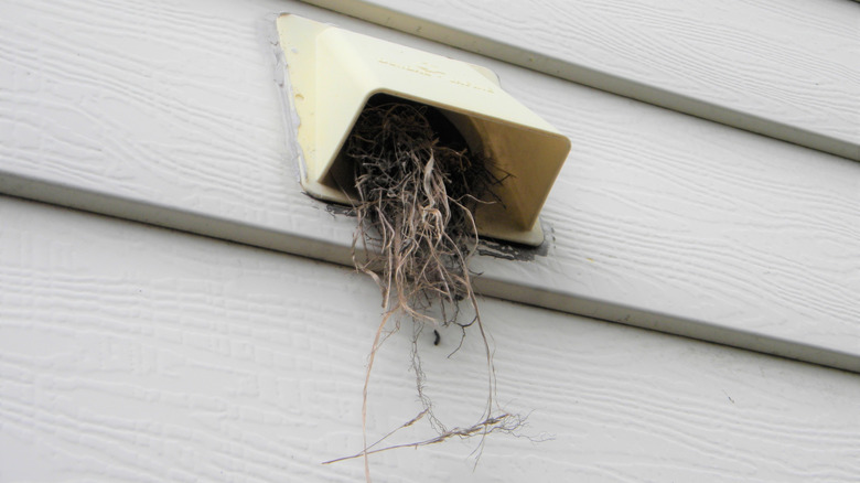dryer vent with birds nest