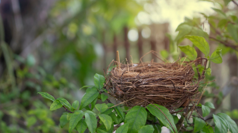 Empty bird nest in tree