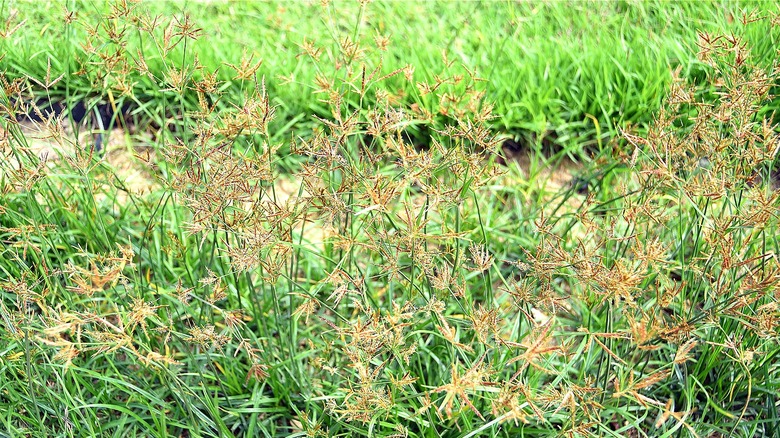 Purple nutsedge in lawn