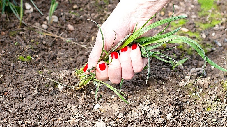 Pulling nutsedge out of ground