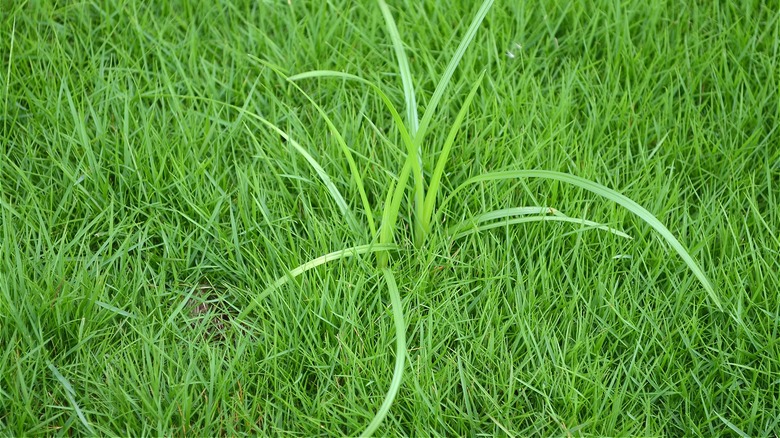Nutsedge growing in grass
