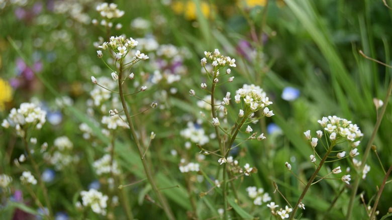 Shepherd's purse in lawn