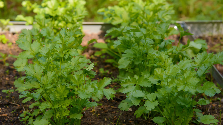 Close up of thriving cilantro plants in a home garden