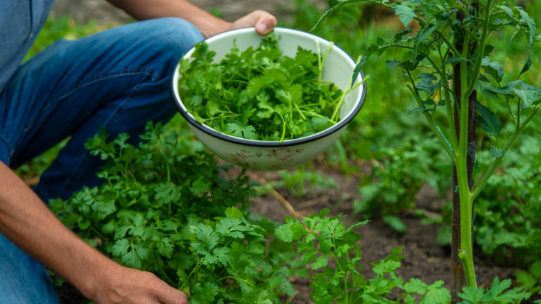 A person holding a bowl of cilantro leaves while harvesting fresh cilantro from the garden