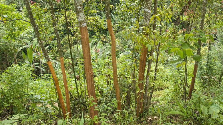 Cinnamon Tree Images Cinnamon Tree Images