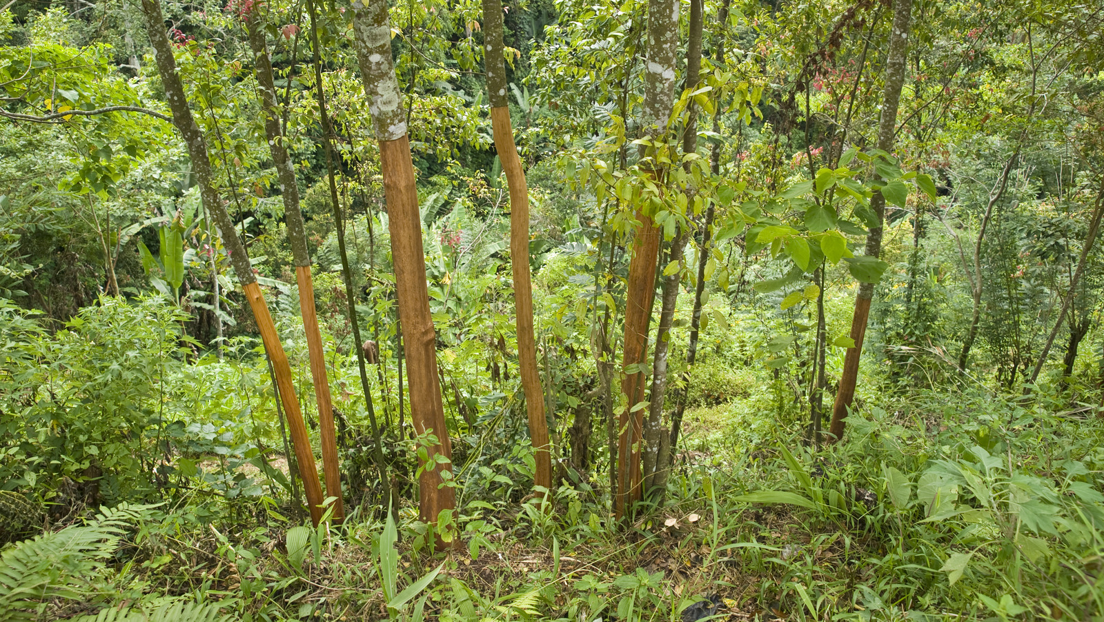 How To Harvest Cinnamon From Your Tree