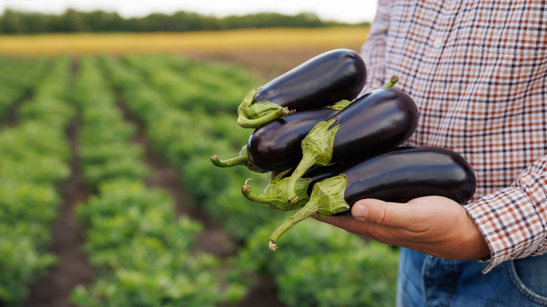 A farmer holding freshly harvested eggplants near a field.