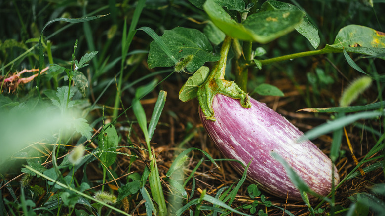 Close up of an eggplant crop that's still growing on a vine.