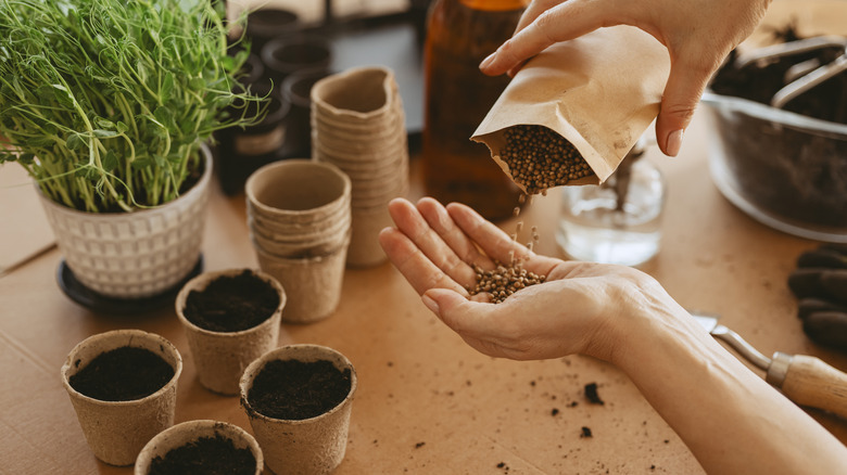 Person sowing seeds in pots