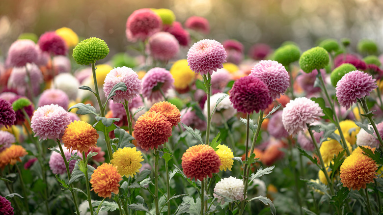 Orange, pink, and yellow chrysanthemums bloom in unison
