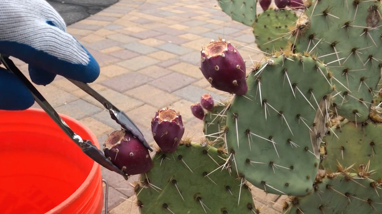 A person wearing gloves harvests purple prickly pear fruit from a cactus using metal tongs.