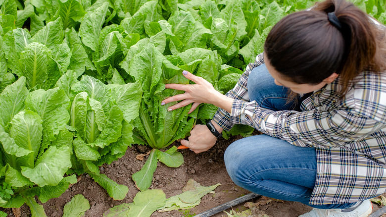 Harvesting romaine lettuce from garden