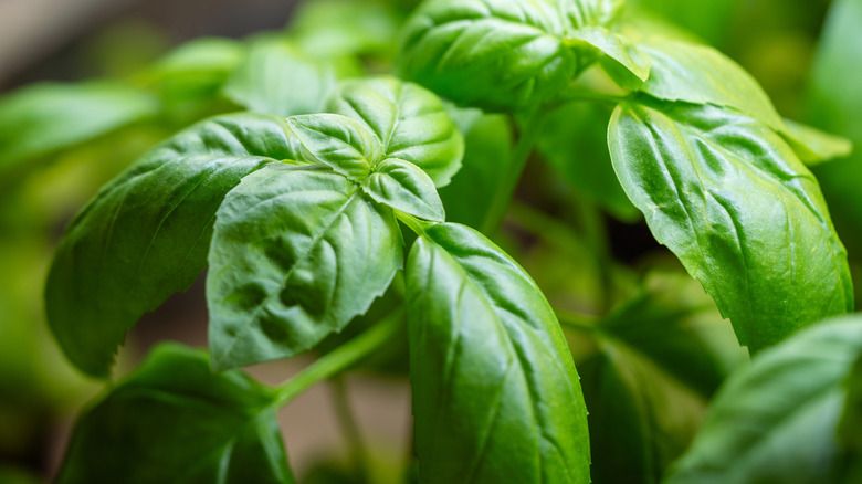 Basil leaves