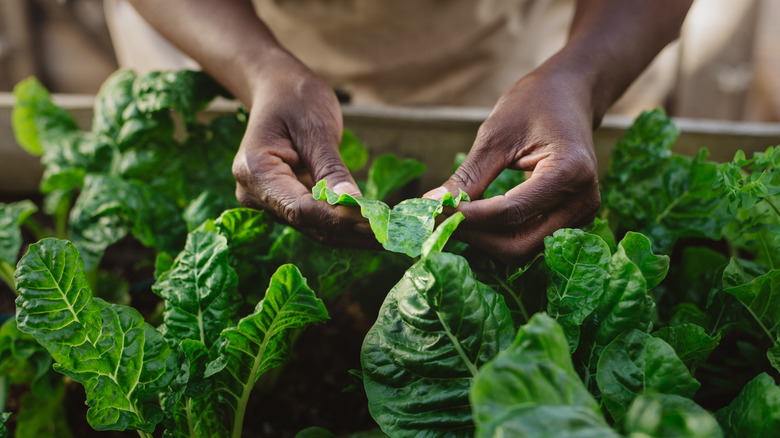 Gardener holding a spinach leaf