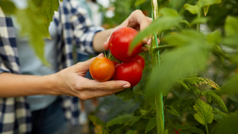 person harvesting tomatoes