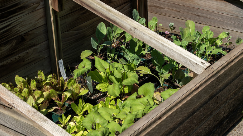 an open cold frame with green growing inside
