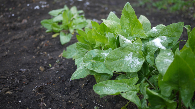 Spinach plants growing in a garden with a light dusting of snow