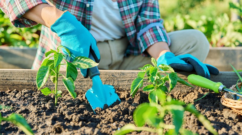 A person replanting pepper plants in a raised garden bed
