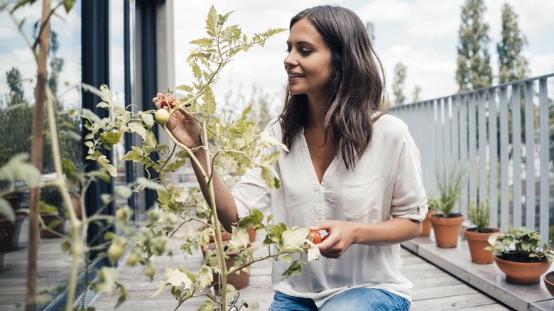 A woman examining new flower buds for a tomato plant