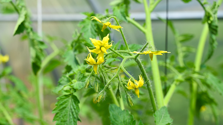 A tomato plant's yellow flowers