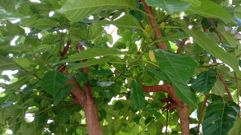 Fruitless tree with red leaves