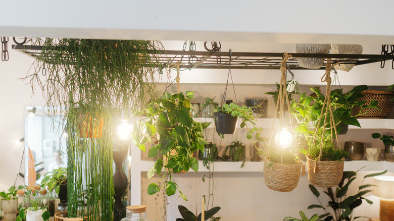 spiller plants on open shelf