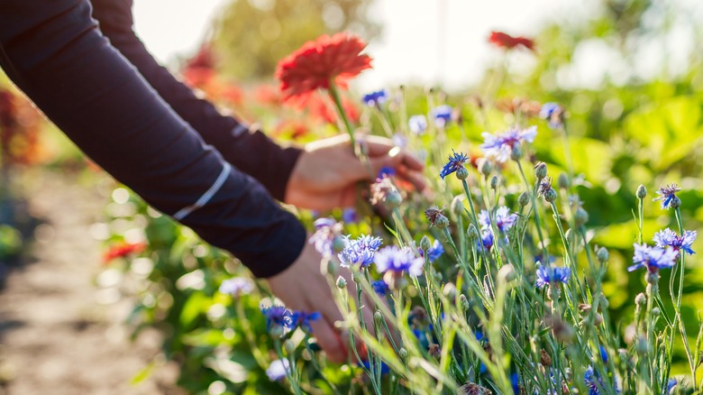 person cutting flowers in garden