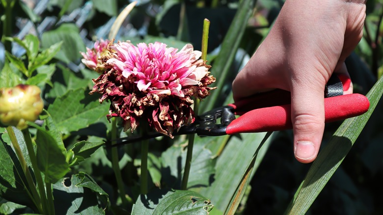 person deadheading pink flower