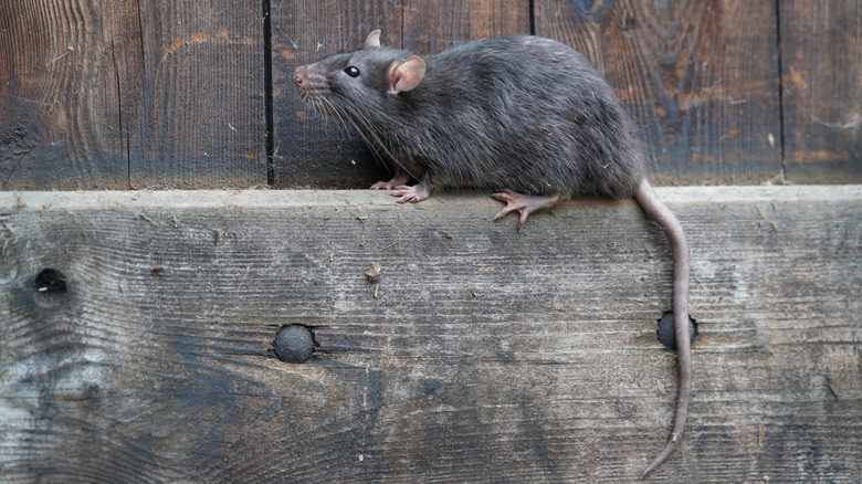 Rat on wooden post