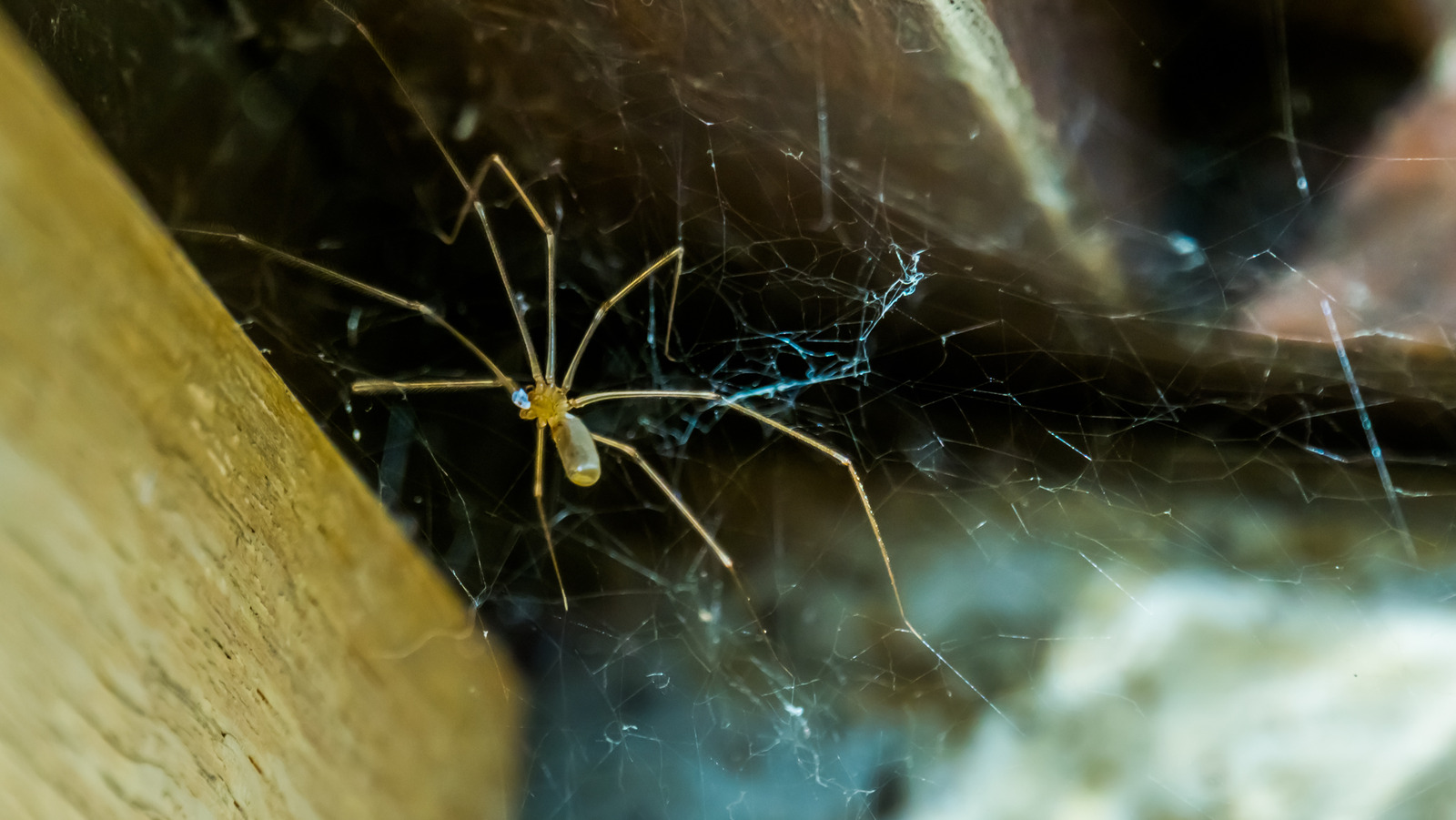 How To Identify A Cellar Spider & If They Are Dangerous