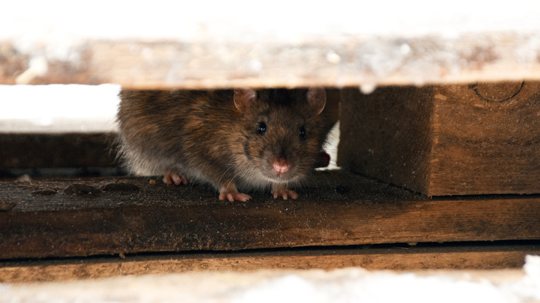 A mouse hiding beneath wooden boards