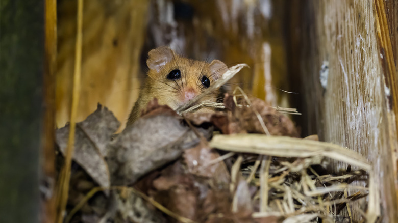 A mouse on top of nest